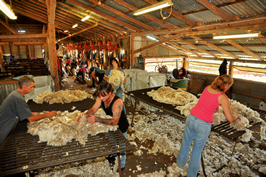 Steam Plains Shearing 022257  © Claire Parks Photography 